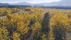 边陲小城腾冲，缘何让中外科学家跨越山海而来